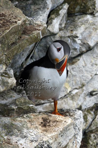 Puffin photographs by Neil Salisbury
